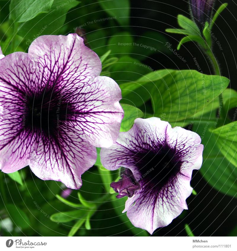 Wann war eigentlich Sommer? Blume Pflanze Balkon violett grün Frühling Wiese Blüte Petunie Japan Reifezeit Nachtschattengewächse Trichter Gefäße Makroaufnahme