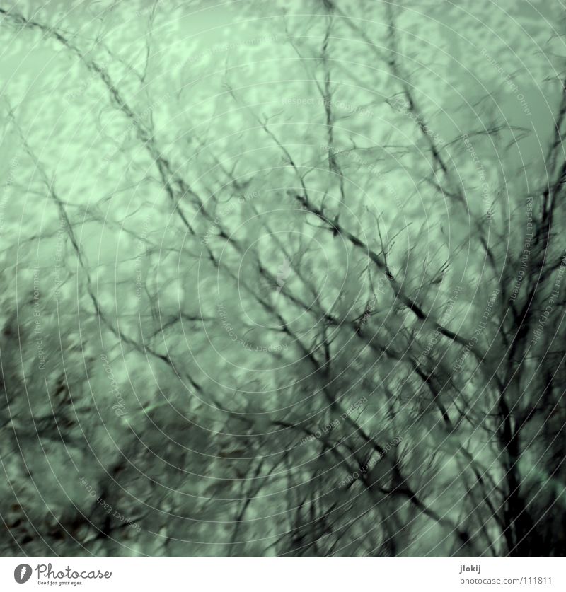 Verzweigt Baum Regen Herbst nass feucht verzweigt durcheinander Sträucher Geäst Himmel Unschärfe Reflexion & Spiegelung Lack Wetter blau Ast Zweig tree autumn