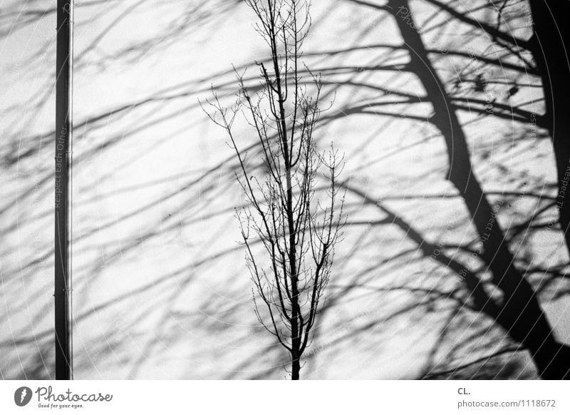 schatten Umwelt Natur Herbst Winter Schönes Wetter Baum Zweige u. Äste Mauer Wand karg Schwarzweißfoto Außenaufnahme Menschenleer Tag Licht Schatten Kontrast