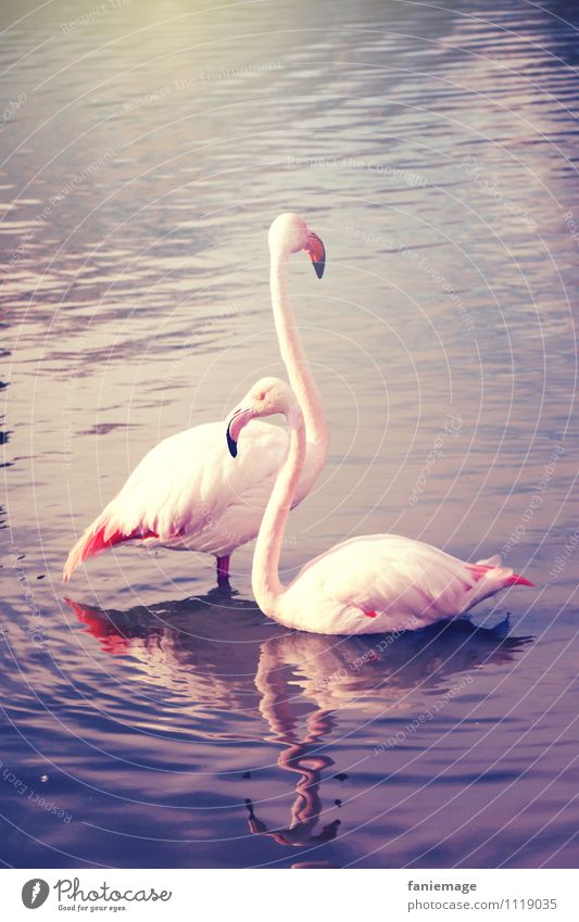 love Natur Teich See Tier Flamingo 2 Liebe rosa violett blau gold Sonnenstrahlen Paar Tierpaar Hals elegant Schwimmen & Baden Reflexion & Spiegelung Camargue