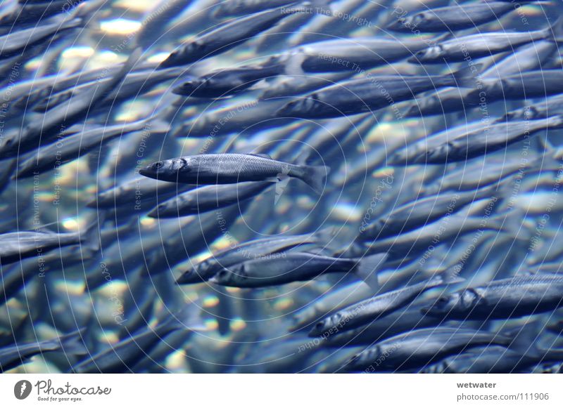 the swarm mehrere Meer Zusammensein stark durcheinander Richtung Macht Fisch fish Schwarm prey viele anzahl Wasser Unterwasseraufnahme underwater sea wirrwar