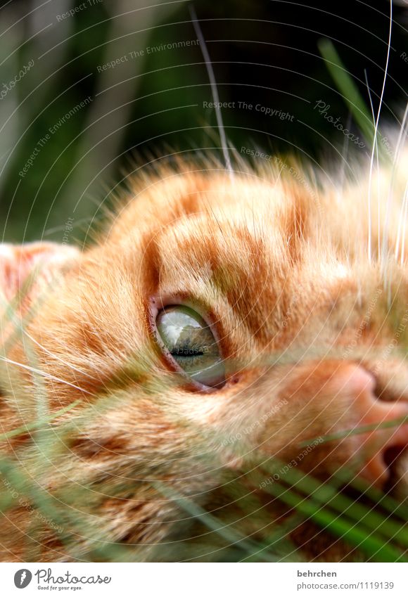 ein augenblick... Natur Gras Garten Haustier Katze Tiergesicht Fell beobachten entdecken Blick außergewöhnlich Glück kuschlig niedlich schön orange Coolness