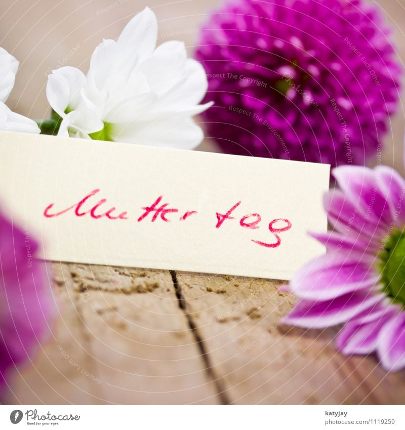 Muttertag Blume Gutschein Eltern Postkarte Blumenstrauß Liebe Romantik Schilder & Markierungen Symbole & Metaphern Geschenk Text Schriftzeichen Schriftstück
