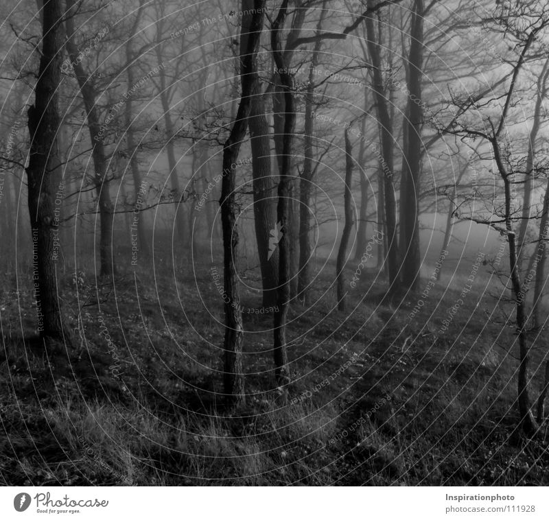 Verlaufen schwarz Wald Baum Blatt Herbst Nebel Schwarzweißfoto weis Wege & Pfade