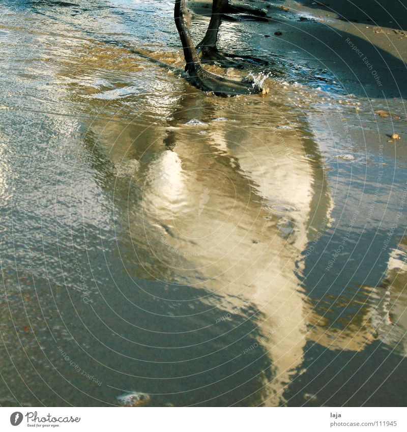 Plitschplatsch Schwan Tier Feder Vogel Wasser Sand Strand Meer Ostsee Spiegelbild Schaum eitel Reflexion & Spiegelung Tierfuß Küste schön
