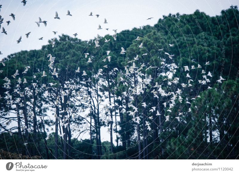 Ganz viele Vögel- Kakadu-  fliegen im Schwarm.Im Hintergrund stehen Bäume. Freude harmonisch Ausflug Umwelt Sommer Schönes Wetter Park Queensland Australien