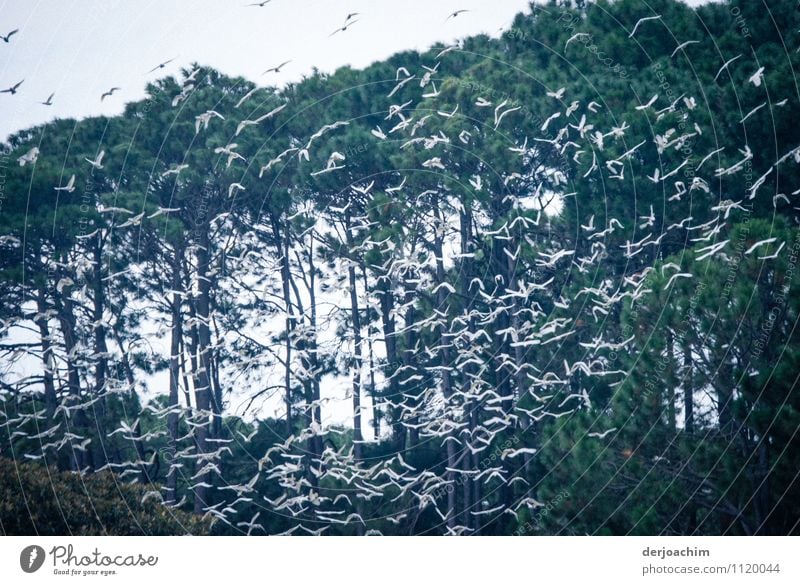 Weiße Kakadus treffen in einem Schwarm. Im Hintergrund ist ein Wald. exotisch harmonisch Freiheit Sommer fliegend Umwelt Schönes Wetter Park Queensland