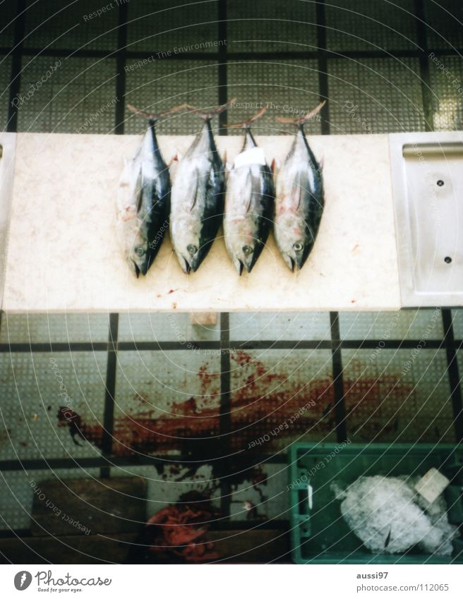 Flipper ist unser bester Freund Thunfisch Ernährung Überfischung Blut Konservendose global Appetit & Hunger Blei Fischsterben Lebensmittel Fangflotte Angeln