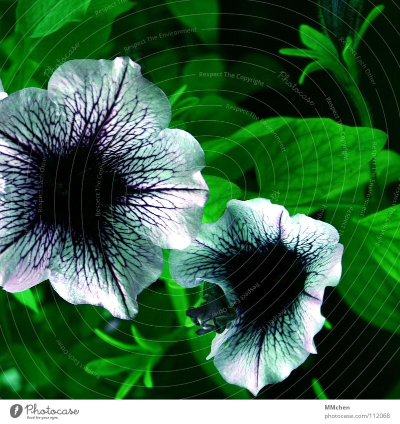 Petunia Surfinia Blume Pflanze Balkon violett grün Sommer Frühling Wiese Blüte Petunie Japan Reifezeit Nachtschattengewächse Trichter Gefäße Vergänglichkeit