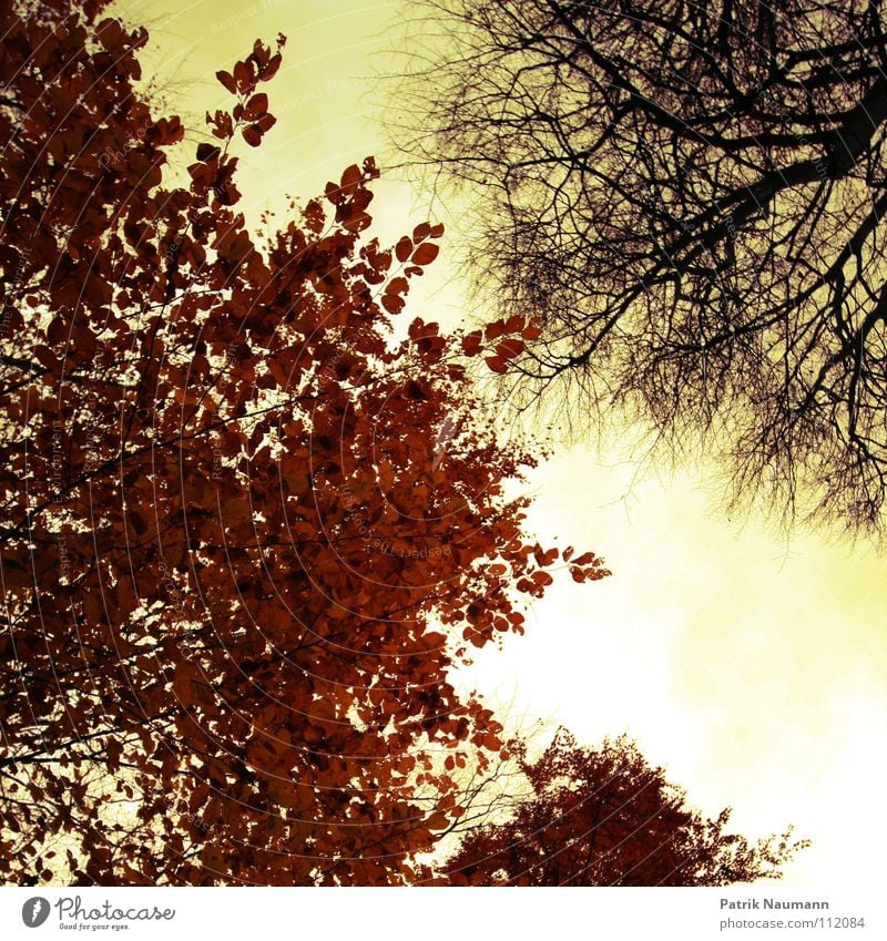 der eine hats... der andere nicht! Herbst Blatt Baum Sonnenuntergang Froschperspektive Physik gelb rot Idylle Wald Holzmehl Baumstamm Zusammensein herbstlich