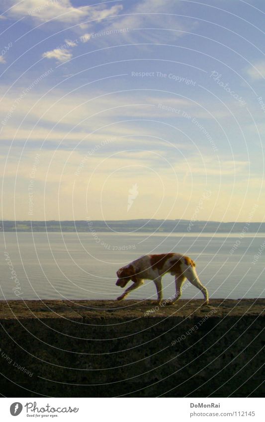See-Hund Farbfoto Außenaufnahme Menschenleer Textfreiraum oben Textfreiraum unten Tag Silhouette Zentralperspektive Tierporträt Blick nach unten Luft Wasser