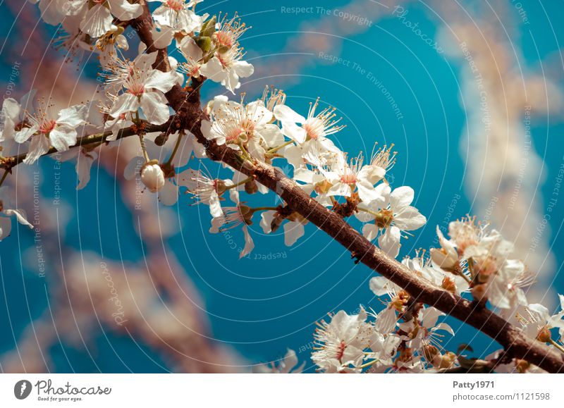 Kirschblütenzweig Frühling Schönes Wetter Pflanze Baum Blüte Zweig Ast Blühend ästhetisch blau weiß Natur Farbfoto Außenaufnahme Tag