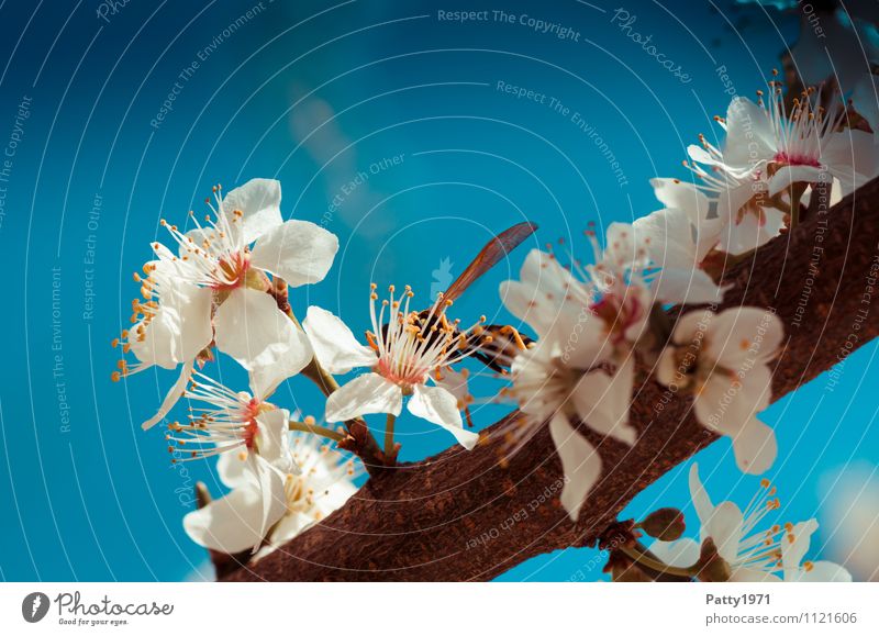 Kirschblütenzweig mit Wespe Natur Wolkenloser Himmel Frühling Schönes Wetter Pflanze Baum Blüte Zweig Ast Insekt Wespen 1 Tier Blühend ästhetisch blau weiß