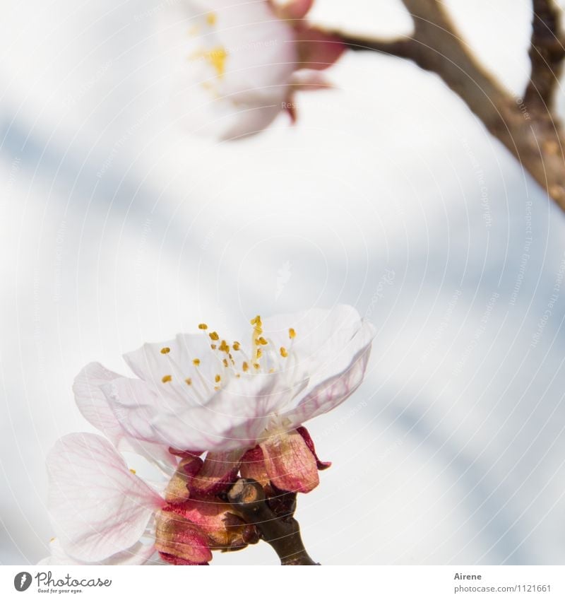 ...Frühling werden Schönes Wetter Pflanze Baum Blüte Obstbaum Aprikosenbaum Aprikosenblüte Obstbaumblüte Baumblüte Garten Blühend Freundlichkeit hell natürlich