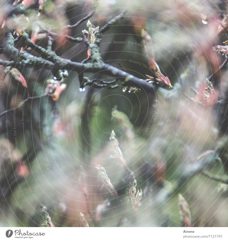 im Dickicht Pflanze Wassertropfen Frühling schlechtes Wetter Regen Baum Sträucher Blattknospe Blütenknospen Zweige u. Äste felsenbirne Wachstum Flüssigkeit nass