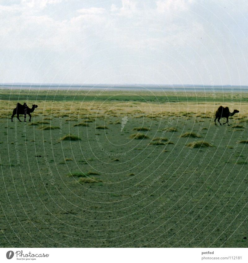 Zwei in der Gobi Mongolei Asien wandern Ferien & Urlaub & Reisen Steppe träumen fahren Geländewagen Abenteuer Unendlichkeit Kamel Tier Einsamkeit Horizont Wüste