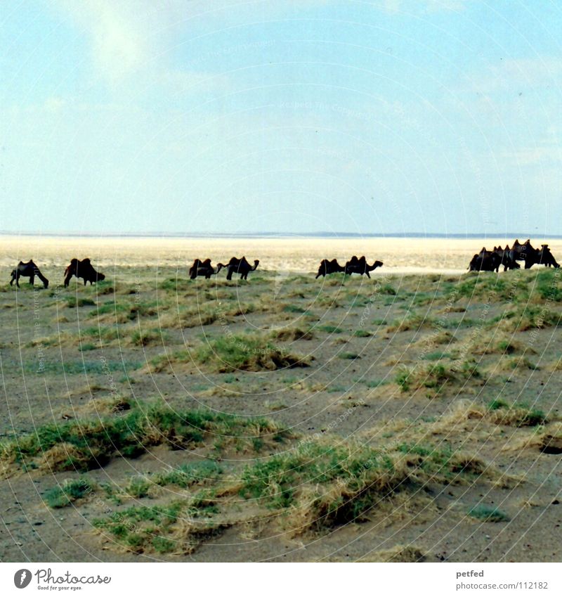 Viele in der Gobi Mongolei Asien wandern Ferien & Urlaub & Reisen Steppe träumen fahren Geländewagen Abenteuer Unendlichkeit Kamel Tier Einsamkeit Horizont