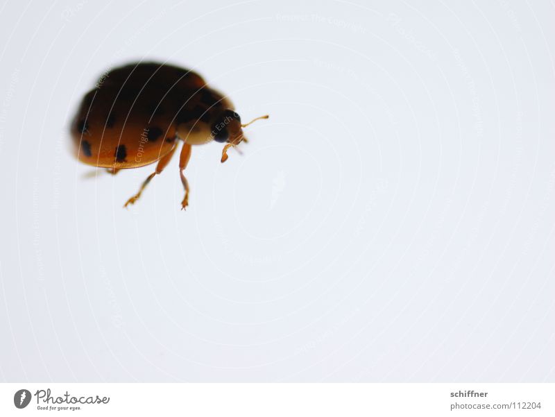 Lichtliebe Marienkäfer Insekt Schiffsbug Fühler Beine Leuchttisch krabbeln Neugier vorwitzig niedlich Käfer Achtpunktkäfer Gekrabbel wuseln Makroaufnahme