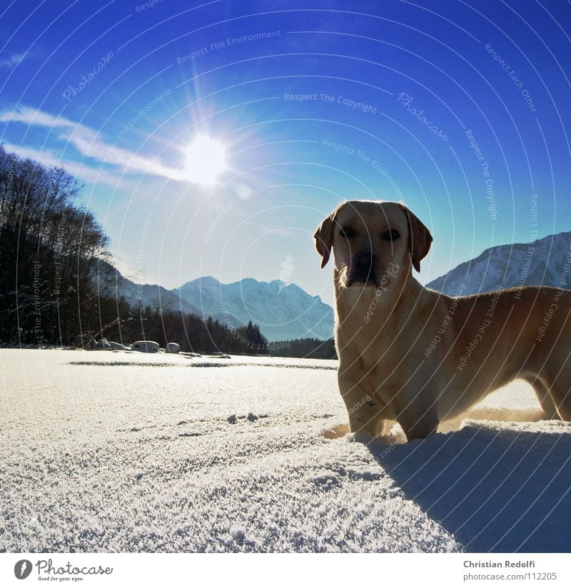 Gioja Labrador Hund Intuition Schneelandschaft Wetter Winter kalt Konzentration Kehre Hunde atake Fluss Lech Schatten Jagd Sonne Landschaft Wende