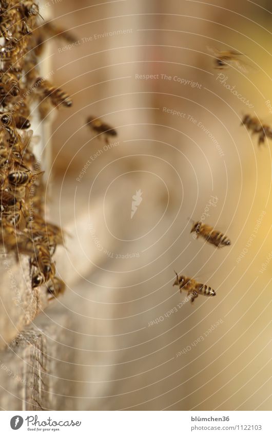 Voller Einsatz Tier Nutztier Wildtier Biene Honigbiene Insekt Schwarm Bienenstock fliegen tragen authentisch klein natürlich Teamwork Arbeit & Erwerbstätigkeit