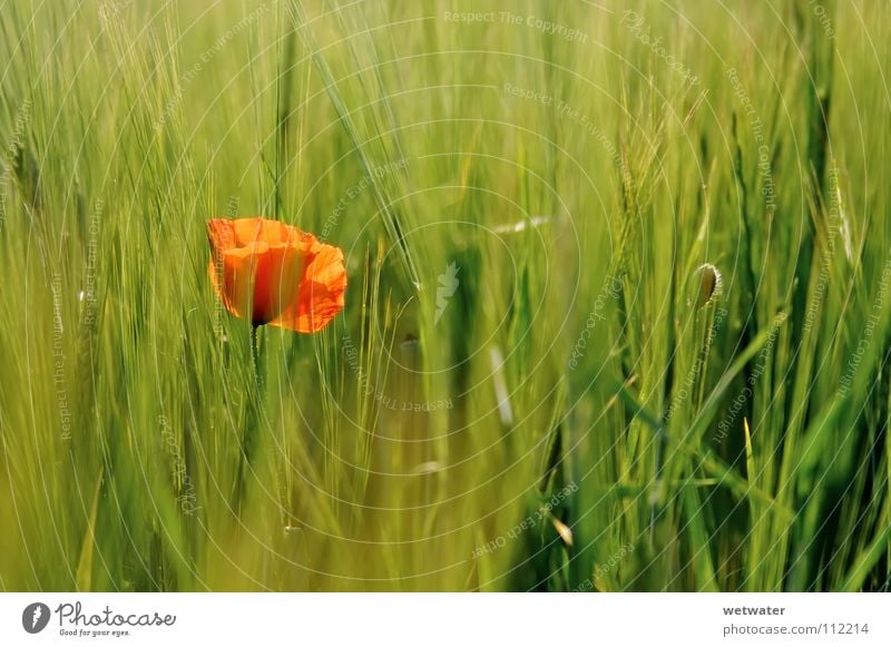 roter Fleck Blume Mohn Wiese Klatschmohn Feld Gerste Gegenlicht zart Unschärfe Sommer red meadow flower field konrast