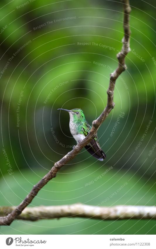 Kolibri Ferien & Urlaub & Reisen Umwelt Natur Luft Sonne Klima exotisch Urwald Vogel Flügel Kolibris 1 Tier fliegen klein Geschwindigkeit mehrfarbig grün