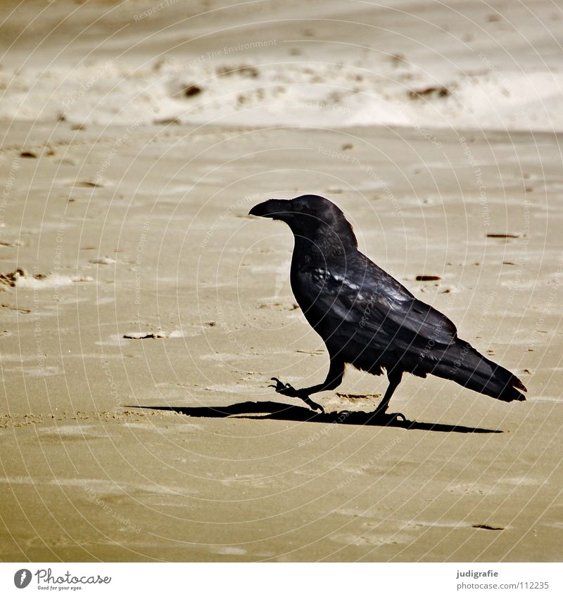 Strandspaziergang Krähe Rabenvögel Vogel Spaziergang Einsamkeit gehen losgehen Küste Farbe Sand laufen Schatten