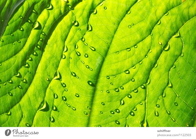 Erfrischung Natur Pflanze Wasser Wassertropfen Baum Grünpflanze exotisch grün Wellness feucht Feuchtgebiete Blattgrün Blattadern Blattfaser tropfend Nahaufnahme