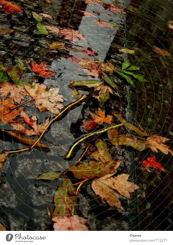 Worst Herbst ever Blatt Pfütze nass kalt Regen schlechtes Wetter Langeweile