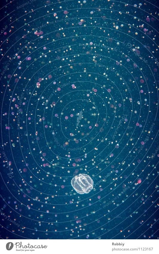 Sternenjäger II Natur Tier Wasser Meer Tiefsee Qualle 1 Schwimmen & Baden exotisch maritim natürlich Leben Umweltschutz Schweben fluoreszierend leuchten Punkt