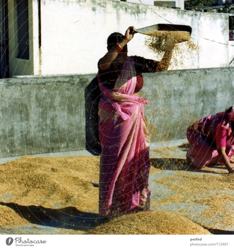 Reisernte Indien Asien Abenteuer Oktober Herbst Frau Inder Arbeit & Erwerbstätigkeit Hausfrau Spreu Lebensmittel Dach Sari Rishikesh Ganges Erde Nationen