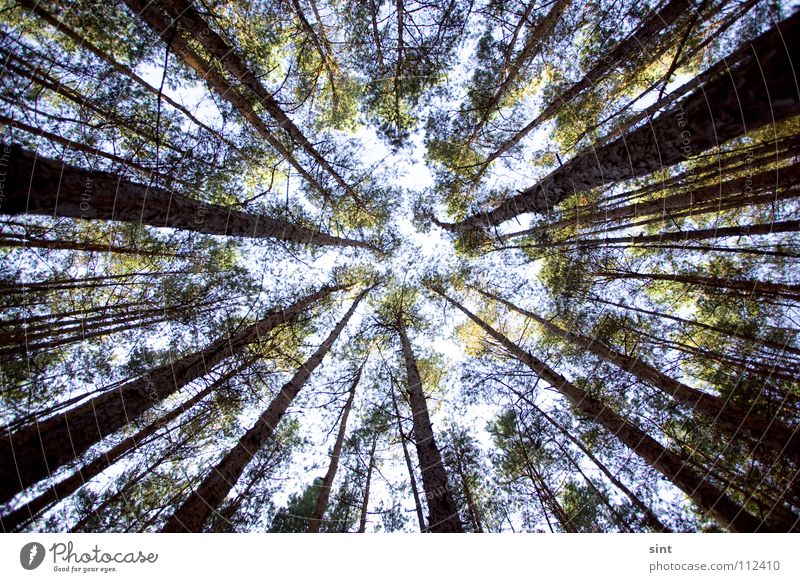 into the galaxy Baum Himmel Holzmehl Galaxie Wald tree space sky blue forest trees blau oben hoch high up sint