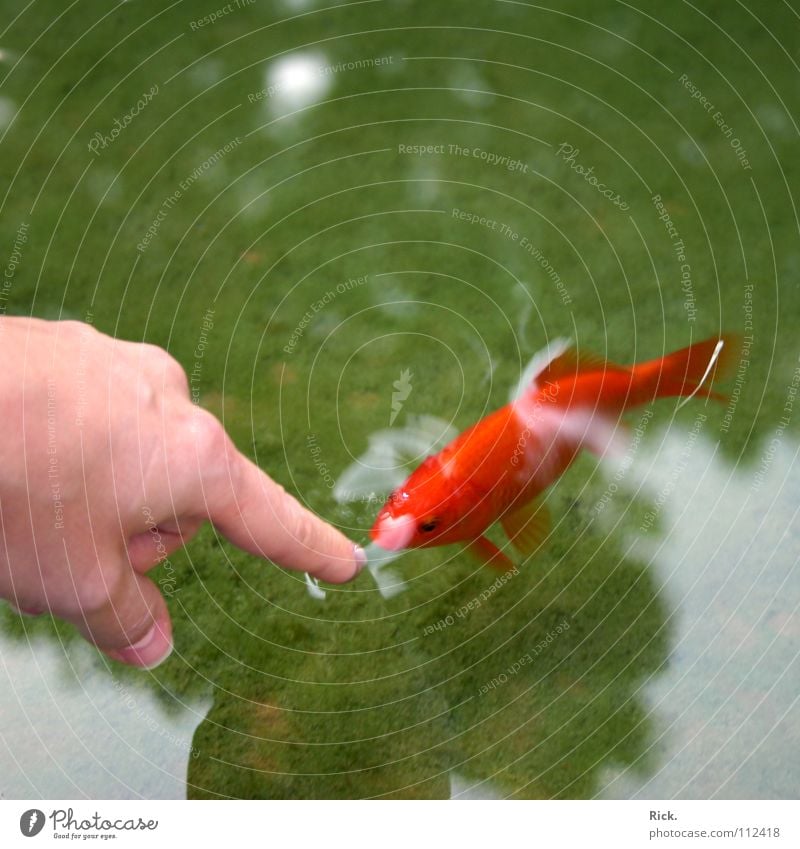 .Piranha Goldfisch grün Reflexion & Spiegelung Hand Finger rot Neugier Teich Vertrauen Fisch Wasser Kontrast Zeigefinger zeigen Wasseroberfläche