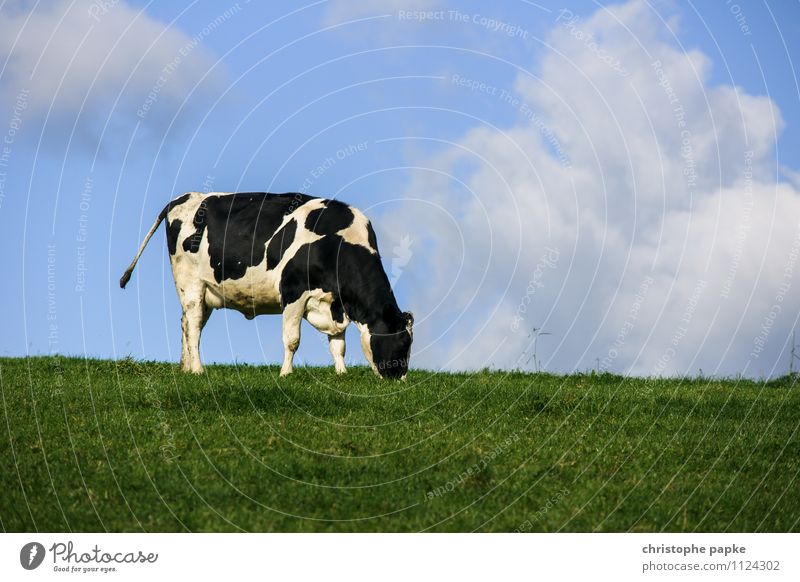 Eine Kuh macht Muh, viele Kühe machen... Milcherzeugnisse Ferien & Urlaub & Reisen Sommer Berge u. Gebirge Landwirtschaft Forstwirtschaft Umwelt Natur Frühling