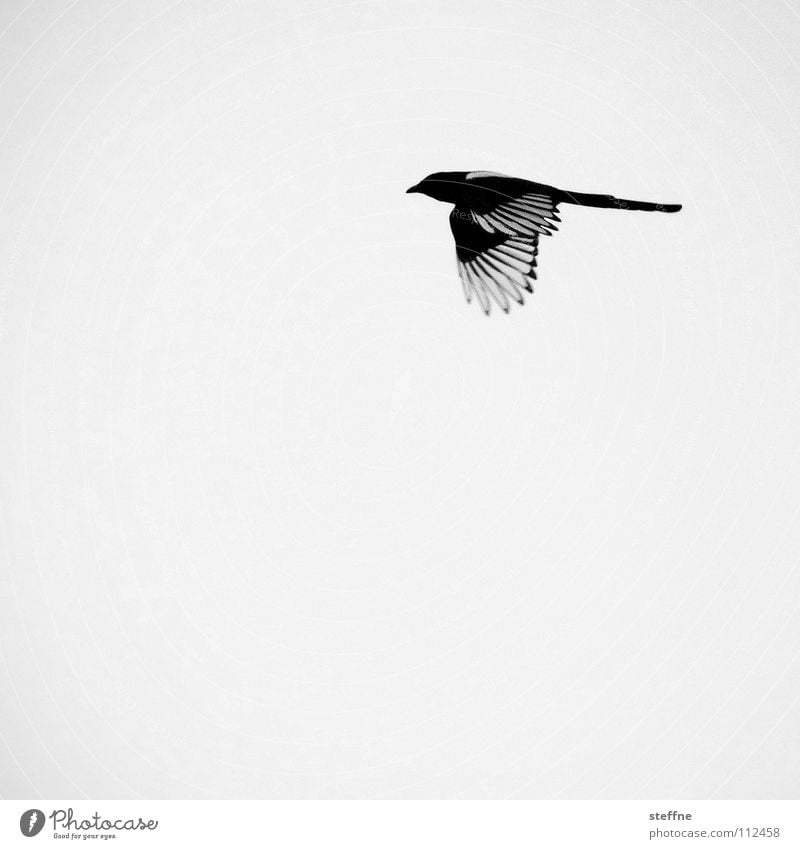 Bird Reynolds Vogel Elster schwarz weiß Aerodynamik Herbst kalt ruhig Einsamkeit Feder Dieb entwenden Schwarzweißfoto bird fliegen Luftverkehr fly flying Flügel