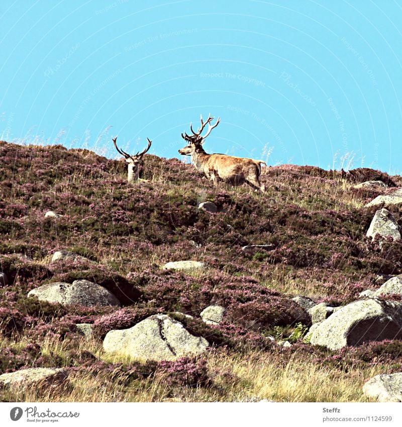 Hirsche in der schottischen Heide Schottland schottischer Sommer nordische Natur nordische Romantik schottische Landschaft schottische Natur