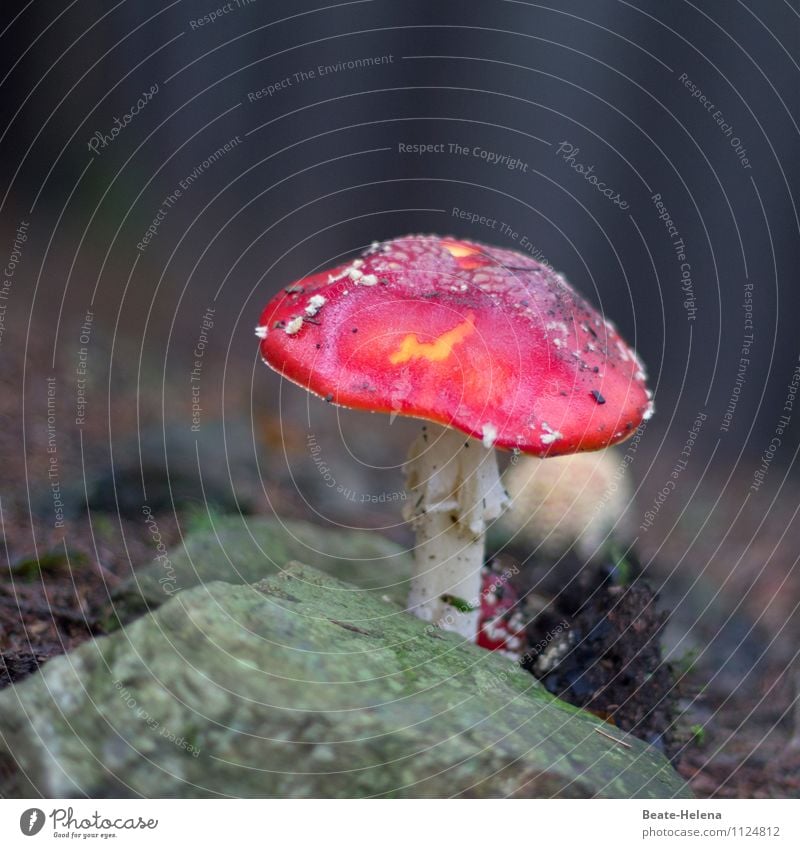 Rotkäppchen lässt grüßen Vegetarische Ernährung Pilzhut Natur Pflanze Wald Urwald Wachstum warten ästhetisch dunkel exotisch weich grün rot weiß schön Stimmung