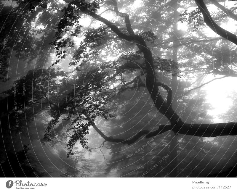 Nebel_01 Wald Baum feucht trüb kalt Herbst Einsamkeit grau Schwarzweißfoto herbstlich