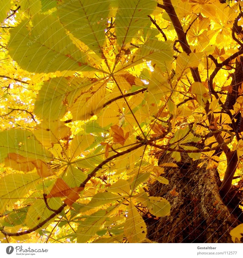 Herbstgeruch II Blatt gelb Baumstamm Kastanienbaum Baumkrone Rauschen Oktober Abschied Saison Jahreszeiten Vergänglichkeit gestaltbar fallen Lampe Ende gold