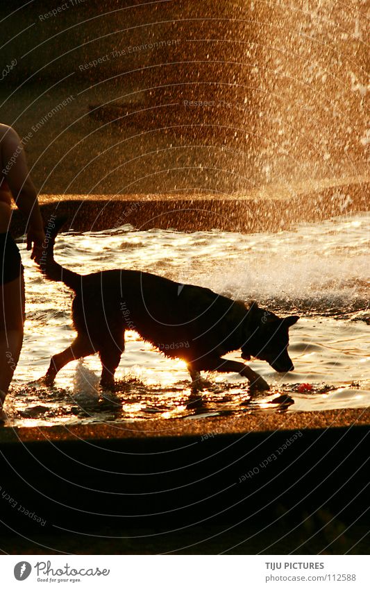 Hunde Sommer Bad Brunnen nass Sonnenstrahlen Physik Kühlung frisch Badehose Säugetier Wasser Schwimmen & Baden Reflexion & Spiegelung Wärme Freude Durst Schwelm