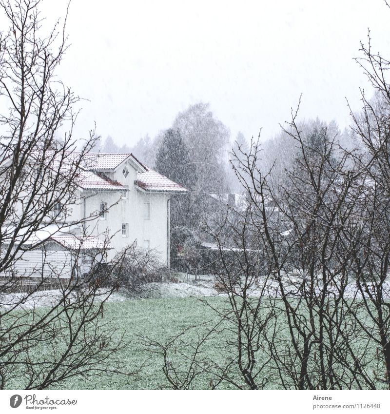 Schnee, der auf Wiesen fällt Haus Garten Wolken Winter schlechtes Wetter Schneefall Gras Sträucher Dorf Stadtrand Einfamilienhaus Wohnsiedlung kalt trist grün