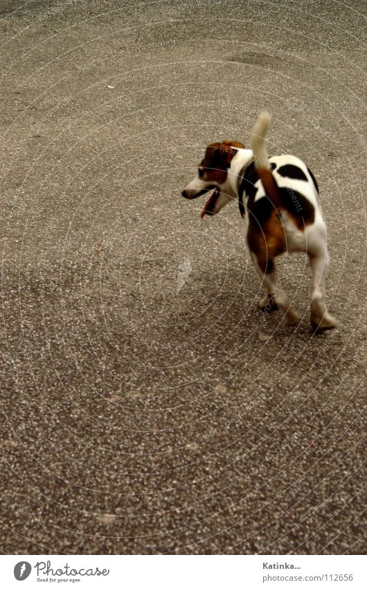 Auf der Jagd Hund Platz Asphalt Tier verloren Appetit & Hunger Spielen Farbe Dom Straße Suche Fleck Einsamkeit Gehetzt Jack Russel Straßenhund