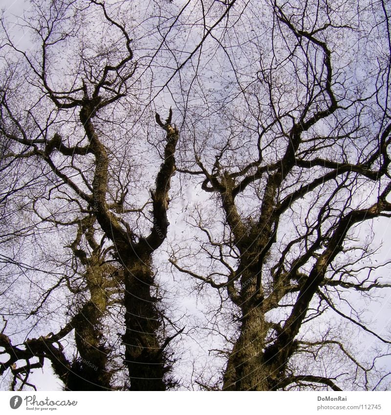 Baum (bin mal pragmatisch) Farbfoto Außenaufnahme Menschenleer Tag Silhouette Froschperspektive Luft Himmel Wald Urwald Güttingen Europa Holz Netzwerk alt