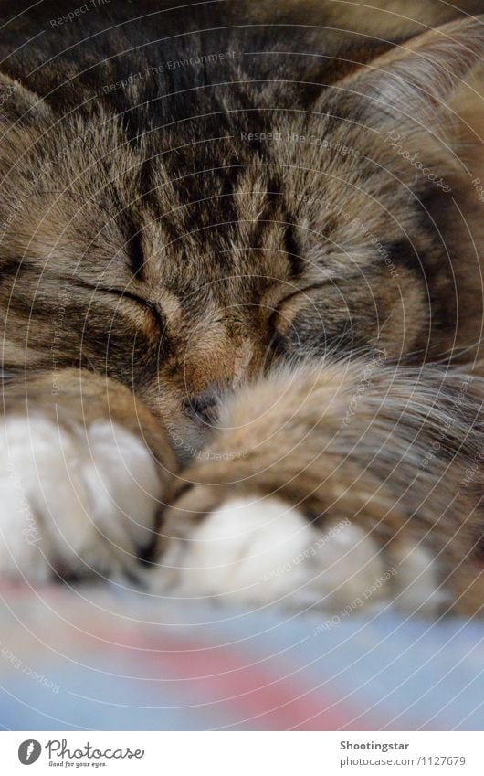 schnurr Tier Haustier Katze 1 schlafen Erschöpfung Trägheit anstrengen Erholung schnurren Farbfoto Innenaufnahme Textfreiraum unten Tag Vorderansicht