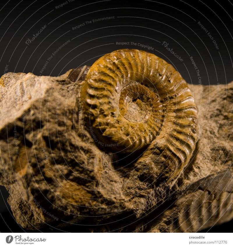 ammonit Ammoniten Urzeit Steinzeit Tod Krustentier Tier ausgestorben versteinert urzeitlich alt steinalt gekringelt abegstorben Schalen & Schüsseln spriale