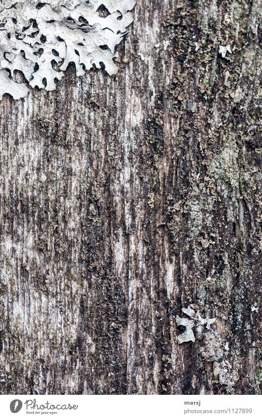 Eroberungsfeldzug Pflanze Moos Wildpflanze Flechten Holz alt klein trist Senior Natur Surrealismus Zerstörung Textfreiraum Hintergrundbild erobern zuwachsen