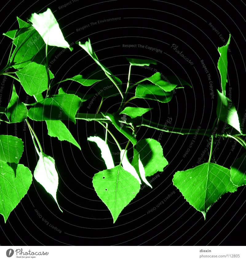 Zweig! Grün! Farbfoto Außenaufnahme Menschenleer Nacht Kunstlicht Licht Kontrast Zentralperspektive Natur Pflanze Nachthimmel Baum Sträucher Blatt Grünpflanze