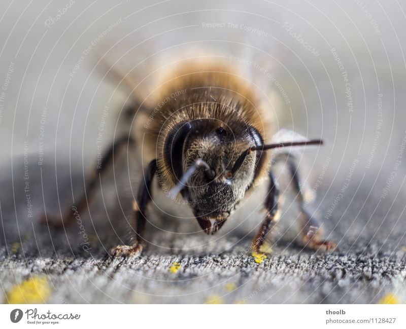 Bienes Frontalangriff Ernährung Tier 1 Stimmung Kraft bedrohlich Idylle nachhaltig Natur Umwelt Umweltverschmutzung Umweltschutz Insekt Unschärfe nah Intimität