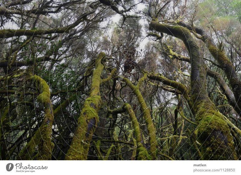 Brüder zum Licht empor Umwelt Natur Landschaft Pflanze Frühling Klima Nebel Baum Moos Wald Menschenleer Wachstum braun grau grün Verhext Nebelwald Flechten
