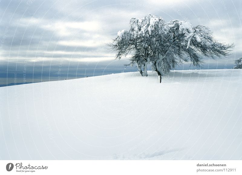 Weihnachtskarte 12 Schwarzwald weiß Tiefschnee wandern Freizeit & Hobby Ferien & Urlaub & Reisen Verhext mystisch abstrakt Hintergrundbild Schneelandschaft